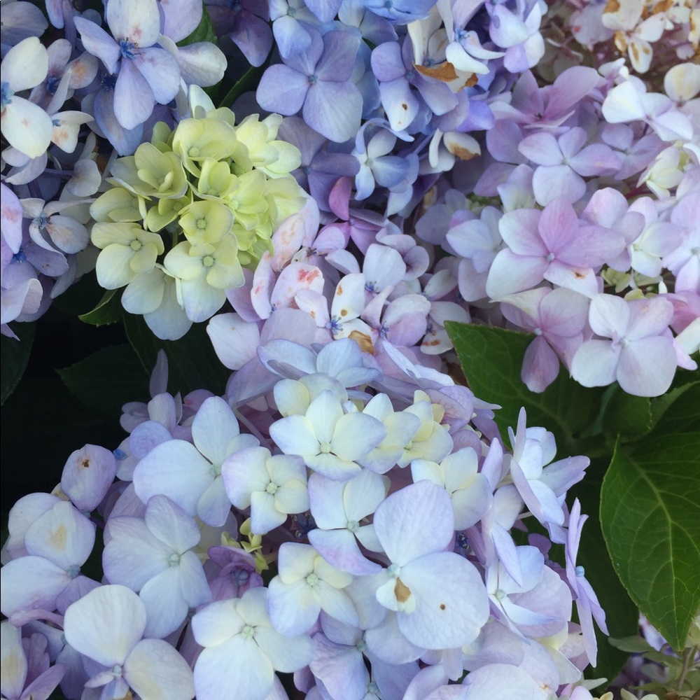 Meet your Posher, R. C.